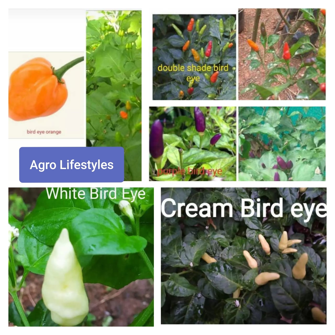 5 Types Of Bird Eye Chilli Seeds