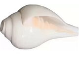 Original Sangu Conch Shell Shankh for Pooja Blowing Shankh (White) Small size 7,Natural Blowing Shankh Conch, 