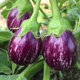 Fresh Brinjal Small: 500 Gm