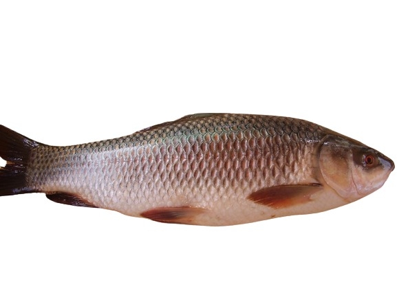 Rahu Fish - 250g