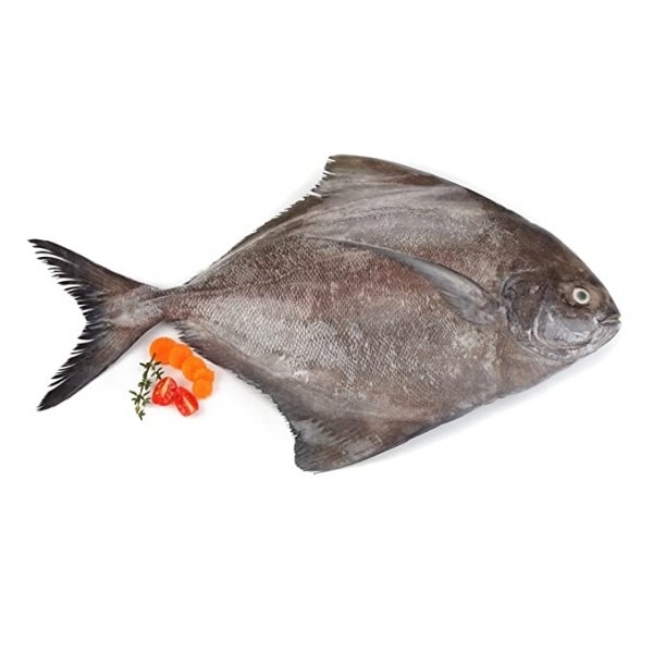 Halwa Paplet Fish - 1kg