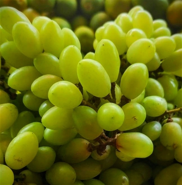Grapes (Angoor) - 500g