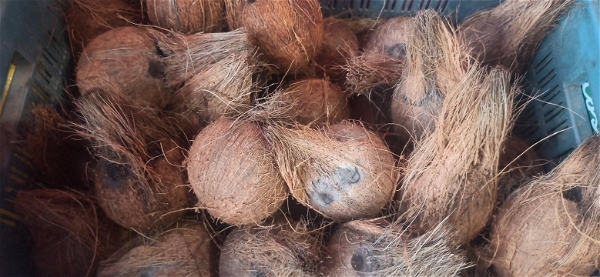 Mature Coconut / Nariyal / Narikol - 1 Pc
