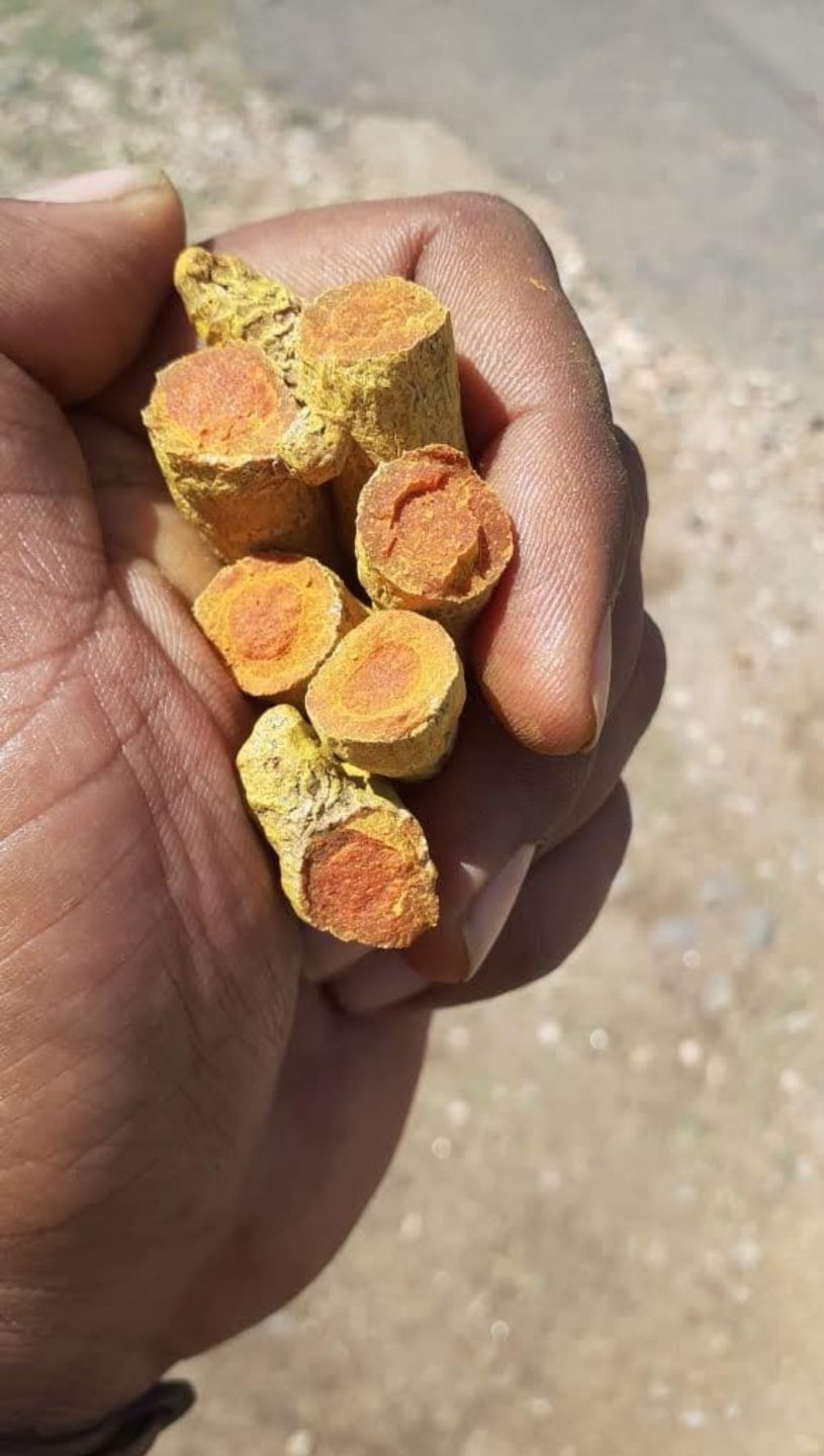 In Bulk Whole Turmeric Finger Export Quality