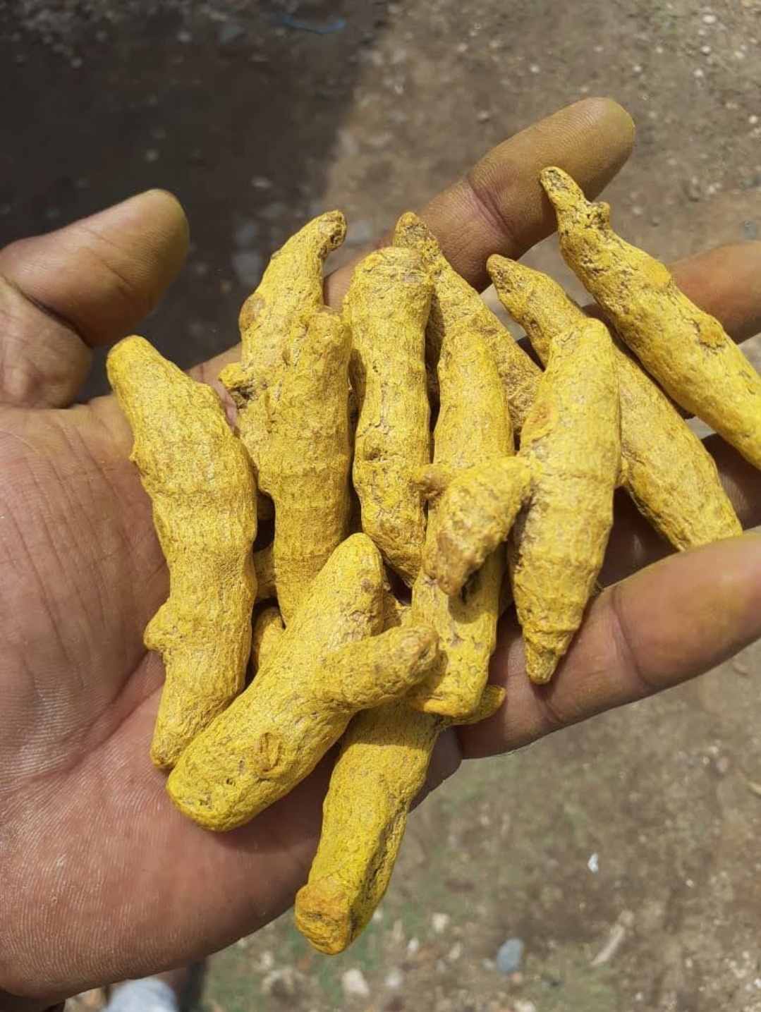 In Bulk Whole Turmeric Finger Export Quality
