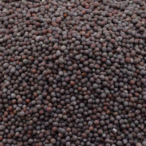 Medium Mustard - మీడియం ఆవాలు - 250g