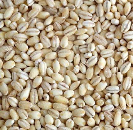 Barley Seeds - బార్లీ గింజలు - 250g