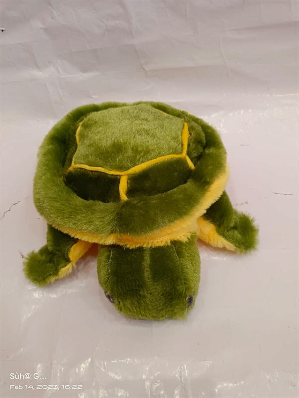 Small tortoise